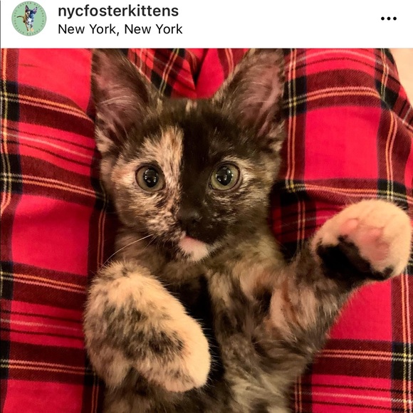 Foster Kitten Love 😻 - Picture 12 of 16